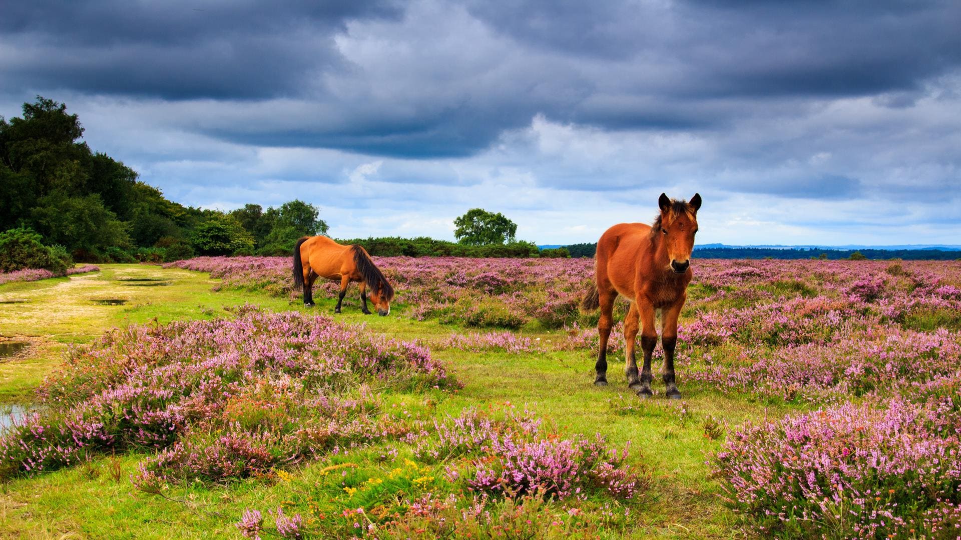 Turkey and Tinsel New Forest Excursion